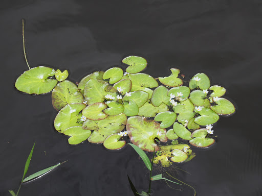 Park «Lake Lotus Park Office», reviews and photos, 1153 Lake Lotus Park Rd, Altamonte Springs, FL 32714, USA