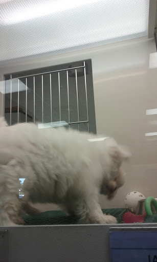 Pet Store «Petland», reviews and photos, 5470 Dixie Hwy, Fairfield, OH 45014, USA