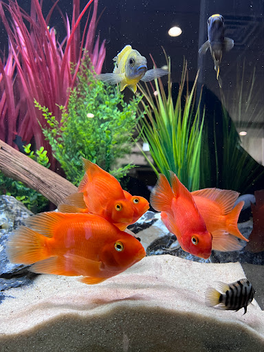 Tropical Fish Store «Fish Gallery», reviews and photos, 6955 Greenville Ave, Dallas, TX 75231, USA