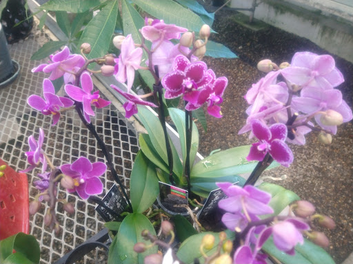 Florist «Nunan Florist & Greenhouses», reviews and photos, 269 Central St, Georgetown, MA 01833, USA