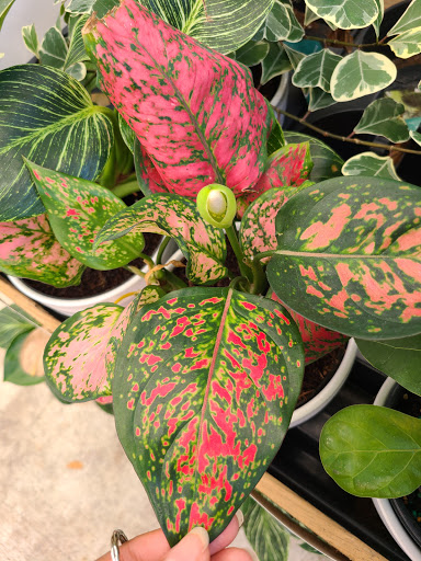 Home Improvement Store «The Home Depot», reviews and photos, 1151 W Copans Rd, Pompano Beach, FL 33064, USA