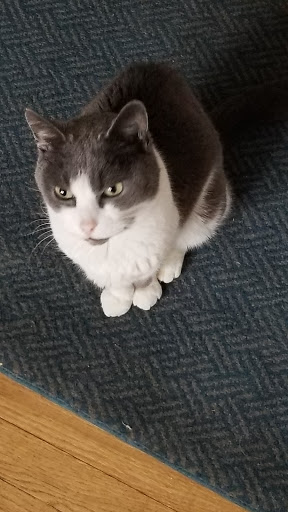 Pet Supply Store «Petco Animal Supplies», reviews and photos, 35860 Chester Rd, Avon, OH 44011, USA