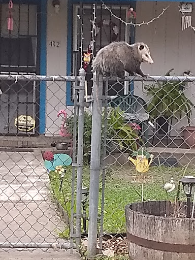 State Park «Acme Park», reviews and photos, 534 S Acme Rd, San Antonio, TX 78237, USA