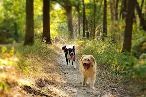 Hakunamatadog pension canine ,promenade collectif ,education , pension pour chien image