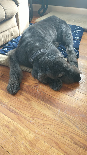 Pet Supply Store «PetSmart», reviews and photos, 88 Dunning Rd, Middletown, NY 10940, USA