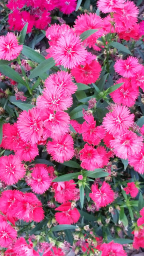 Shopping Mall «Shops Around Lenox», reviews and photos, 3400 Around Lenox Dr NE, Atlanta, GA 30326, USA