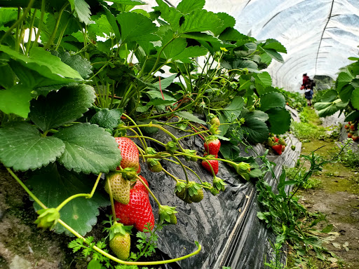 Rainbow Strawberry Farm