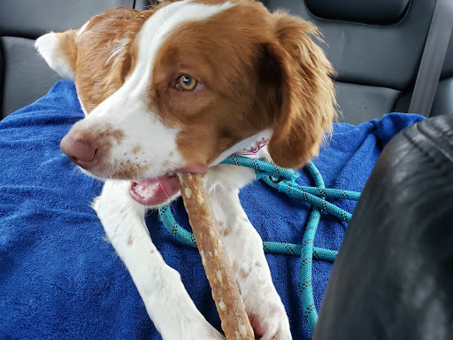 Pet Supply Store «Petco Animal Supplies», reviews and photos, 298 Spring Creek Drive, Franklin, TN 37067, USA