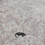 Photo n°3 de l'avis de Thorsten.i fait le 20/05/2023 à 06:57 sur le  STUBN in der Frasdorfer Hütte à Frasdorf