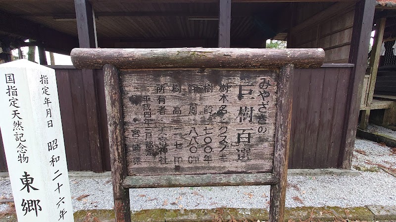 大宮神社の東郷のクス(国指定天然記念物)