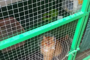 Telemascota Playa del Inglés image