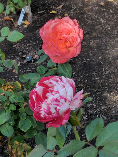 Museum «Rosson House Museum at Heritage Square», reviews and photos, 113 N 6th St, Phoenix, AZ 85004, USA