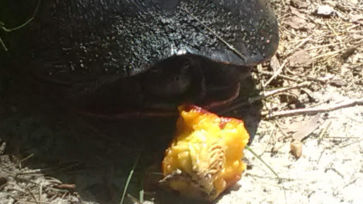 Park «Malaga Lake Park», reviews and photos, 445 Malaga Park Dr, Malaga, NJ 08328, USA