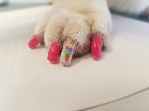 Pet Supply Store «Petco Animal Supplies», reviews and photos, 4207 Elverta Rd, Antelope, CA 95843, USA