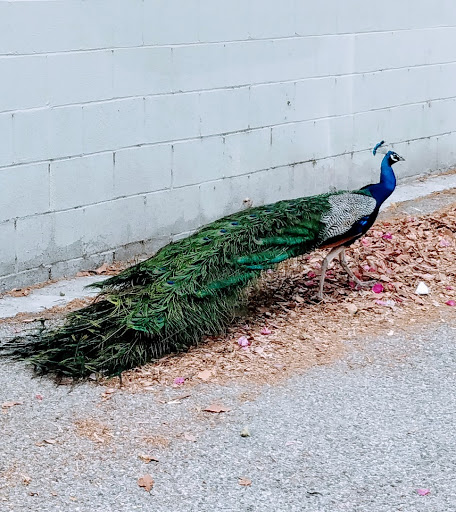 Home Improvement Store «The Home Depot», reviews and photos, 110 E Sepulveda Blvd, Carson, CA 90745, USA