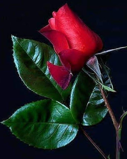 Florist «George Thomas Florist», reviews and photos, 5609 E Washington St, Indianapolis, IN 46219, USA