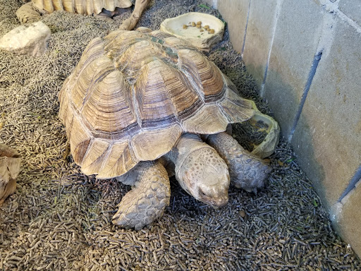 Pet Store «Tye-Dyed Iguana - Reptiles», reviews and photos, 1905 W U.S. 50, Fairview Heights, IL 62208, USA