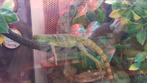 Pet Supply Store «Petco Animal Supplies», reviews and photos, 5700 100th St SW, Lakewood, WA 98499, USA