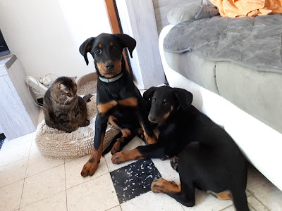 ELEVAGE DE BEAUCERON DU PEROUET à Belus