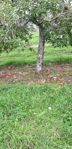 Orchard «Autumn Hills Orchard», reviews and photos, 495 Chicopee Row, Groton, MA 01450, USA