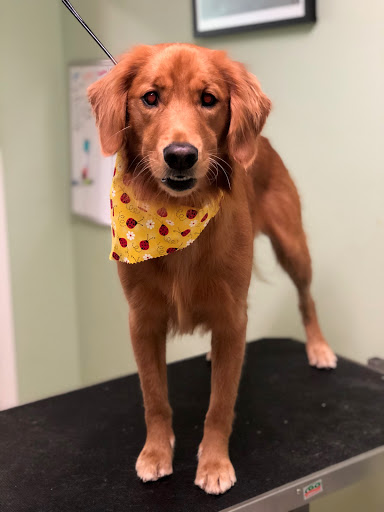 Pet Groomer «Doggie Style Bowtique», reviews and photos, 1713 Westport Rd, Kansas City, MO 64111, USA