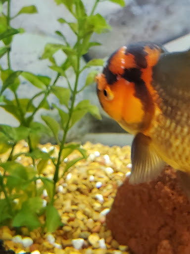 Pet Supply Store «Petco Animal Supplies», reviews and photos, 200 Center Blvd S, Christiana, DE 19702, USA