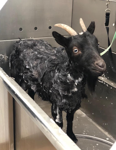 Pet Store «Pet Planet Ridgeview», reviews and photos, 2910 N Power Rd #103, Mesa, AZ 85215, USA