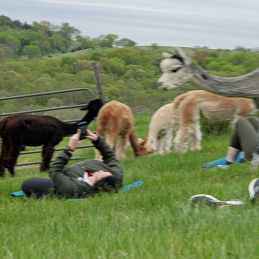 Boutique «Alpacas of the Heartland LLC», reviews and photos, 7016 County Rd 39, Fort Calhoun, NE 68023, USA