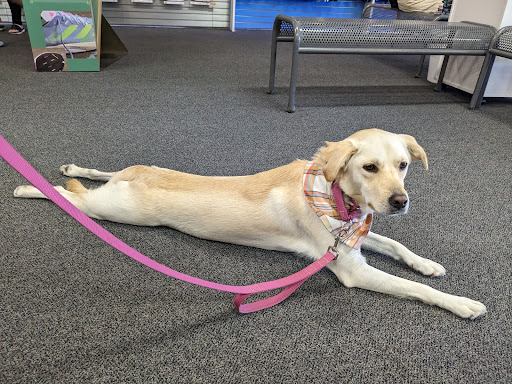 Road Runner Sports image