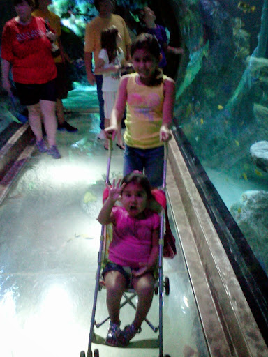 Aquarium «SEA LIFE Grapevine Aquarium», reviews and photos, 3000 Grapevine Mills Pkwy, Grapevine, TX 76051, USA