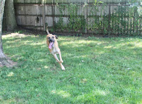 Shores Kennels - Photo 5 - Car repair in Clinton Twp, MI, Detroit