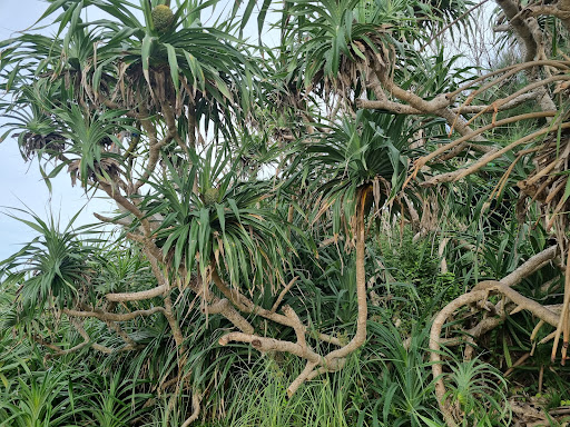 Top 20 cửa hàng akemi Huyện Lý Sơn Quảng Ngãi 2022