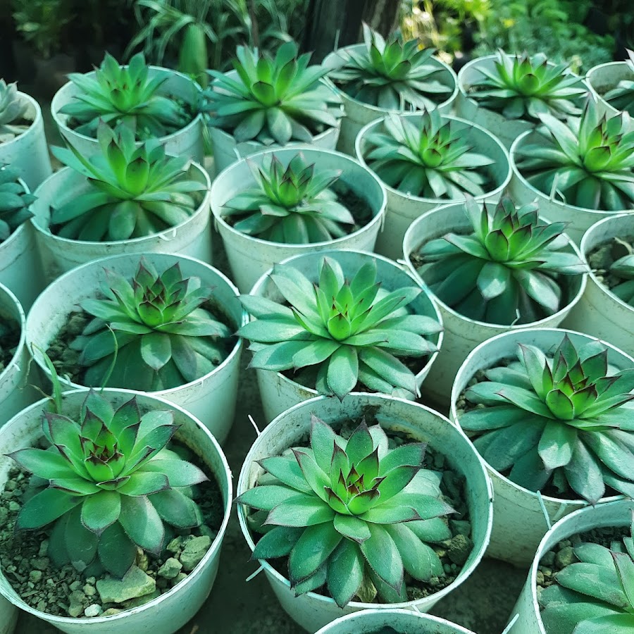PlantsWale Nursery