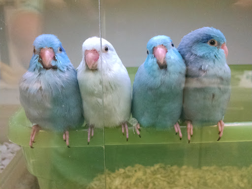 Pet Store «Animal Lovers Pet Shop», reviews and photos, 24028 Vista Montana, Torrance, CA 90505, USA