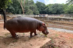 Zoo- Hippopotamus image