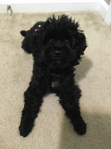 Pet Supply Store «PetSmart», reviews and photos, 1421 Carl D Silver Parkway, Fredericksburg, VA 22401, USA