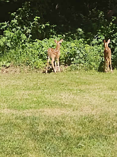 Golf Course «Pine Crest Golf», reviews and photos, 404 16 1/2 St, Dallas, WI 54733, USA