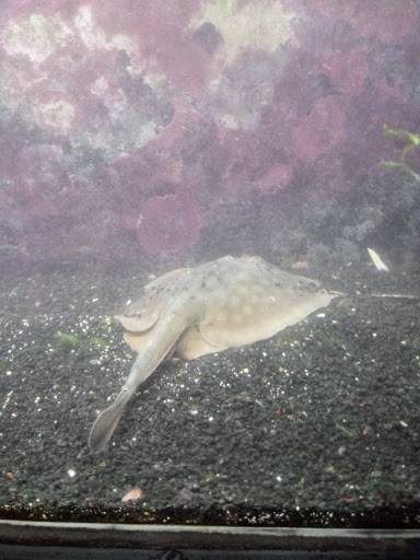 Pet Store «Aquarium», reviews and photos, 6410 Papermill Pl Way, Knoxville, TN 37919, USA