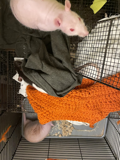 Pet Supply Store «Petco Animal Supplies», reviews and photos, 7907 State Highway N, Dardenne Prairie, MO 63368, USA