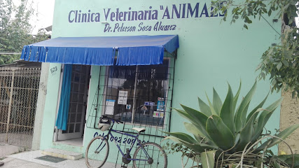 Veterinaria Animales