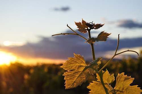 Domaine Plein Pagnier à Mazan