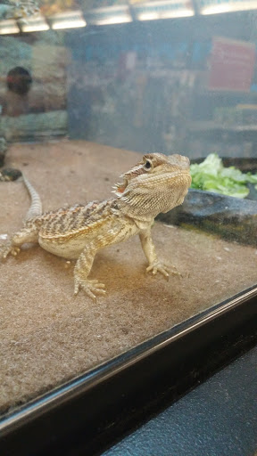 Pet Supply Store «Petco Animal Supplies», reviews and photos, 7215 170th Ave NE #115, Redmond, WA 98052, USA