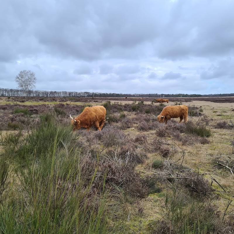 Goois Natuurreservaat Westerheide