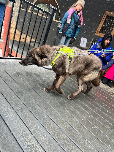 Wildlife Park «Colorado Wolf and Wildlife Center», reviews and photos, 4729 Twin Rocks Rd, Divide, CO 80814, USA