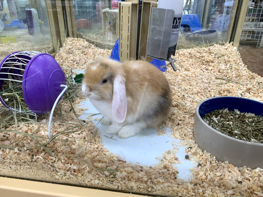 Pet Supply Store «Pet Supermarket», reviews and photos, 1125 Royal Palm Beach Blvd, Royal Palm Beach, FL 33411, USA