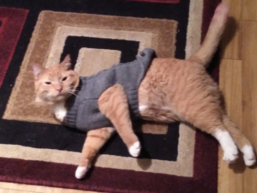 Pet Supply Store «PetSmart», reviews and photos, 7850 W Commercial Blvd, Lauderhill, FL 33351, USA