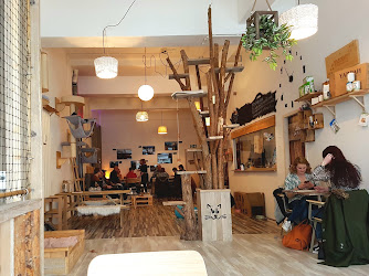 Pebbles Kitty Cat Café