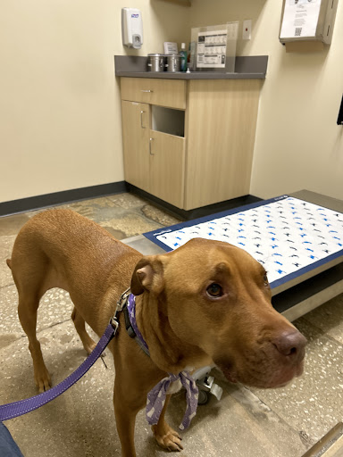 Vetco Total Care Animal Hospital image