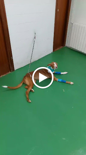 Centro Veterinario Cpg en Torrent