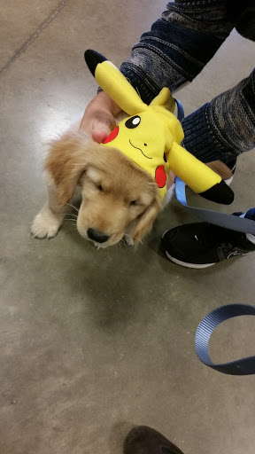 Pet Supply Store «PetSmart», reviews and photos, 1116 S Rochester Rd, Rochester Hills, MI 48307, USA